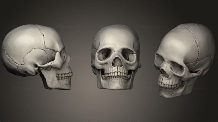 Анатомия скелеты и черепа (Цветной череп, ANTM_0351) 3D модель для ЧПУ станка